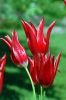 Tulpen.jpg