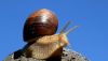 DSC_1650jpgBa.jpg
