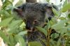 Koala.jpg